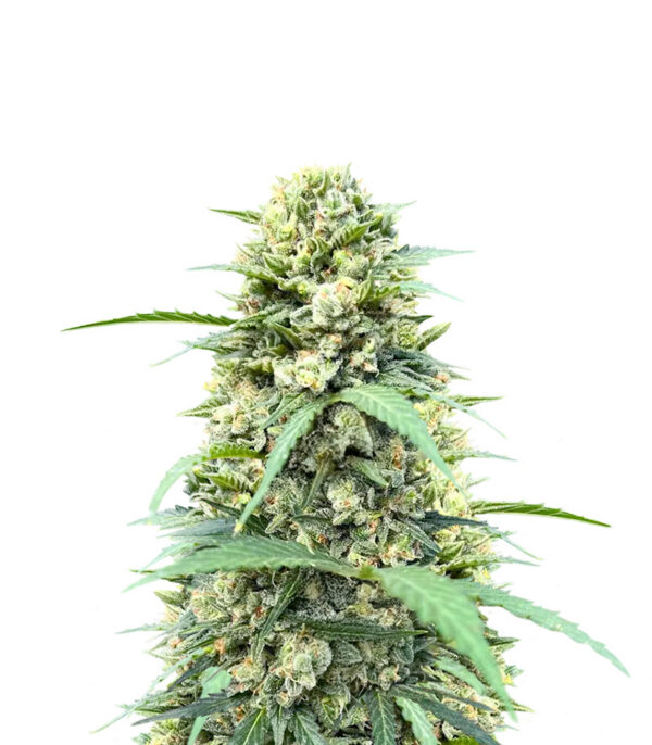 white-widow-x-white-fire-og-autoflower-strain White Widow x White Fire OG Auto